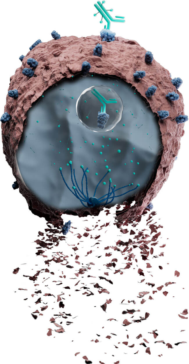 Representation of how Tivdak® (tisotumab vedotin-tftv) is thought to work