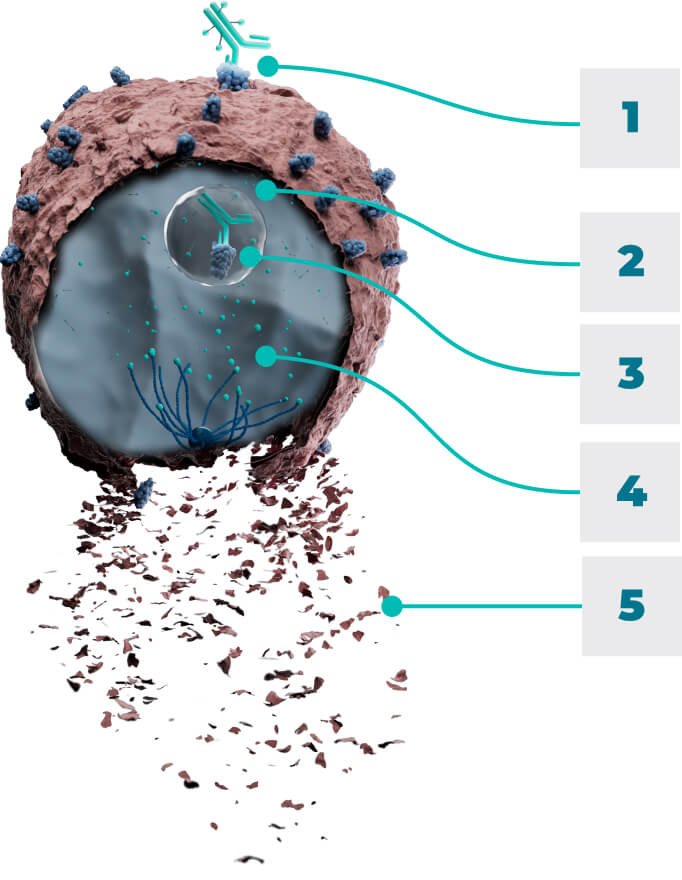 Representation of how Tivdak® (tisotumab vedotin-tftv) is thought to work